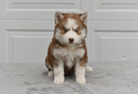 German Shepherd-Siberian Husky For Sale Holmesville Ohio Female-Holly
