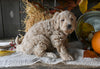 Mini Labradoodle For Sale Millersburg OH Male-Dusty