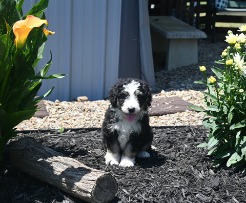 Mini Bernedoodle For Sale Millersburg OH Male-Charlie