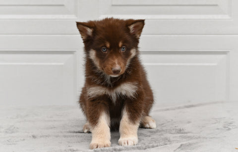 German Shepherd-Siberian Husky For Sale Holmesville OH Male-Rizzo