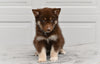 German Shepherd-Siberian Husky For Sale Holmesville OH Male-Rizzo