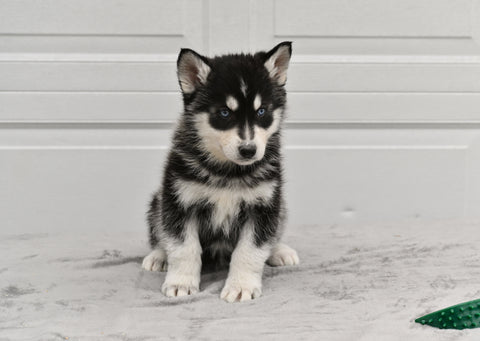 German Shepherd-Siberian Husky For Sale Holmesville OH Female-Rayne