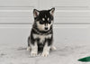 German Shepherd-Siberian Husky For Sale Holmesville OH Female-Rayne