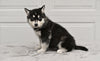 German Shepherd-Siberian Husky For Sale Holmesville OH Female-Rayne