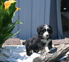 Mini Bernedoodle For Sale Millersburg OH Male-Bentley
