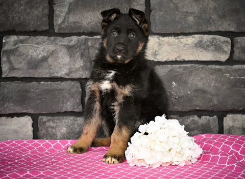 AKC German Shepherd For Sale Millersburg OH Female Michelle