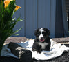Mini Bernedoodle For Sale Millersburg OH Male-Bentley