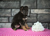 AKC German Shepherd For Sale Millersburg OH Female Michelle