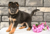 AKC German Shepherd For Sale Millersburg OH Female-Madelyn