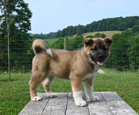 AKC Registered Akita For Sale Millersburg OH Female-Jade