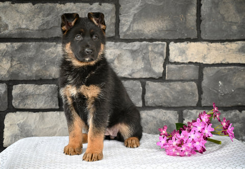AKC German Shepherd For Sale Millersburg OH Female-Madelyn