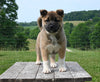 AKC Registered Akita For Sale Millersburg OH Female-Jade