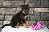 AKC German Shepherd For Sale Millersburg OH Female-Madelyn