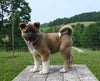 AKC Registered Akita For Sale Millersburg OH Female-Jade