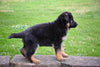 AKC German Shepherd Millersburg OH Male-Mason