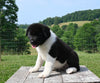 AKC Registered Akita For Sale Millersburg OH Male-Diego