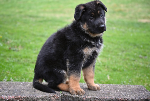 AKC German Shepherd Millersburg OH Male-Mason