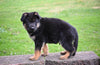 AKC German Shepherd Millersburg OH Male-Mason