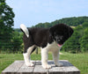 AKC Registered Akita For Sale Millersburg OH Male-Diego