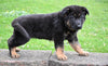 AKC German Shepherd For Sale Millersburg OH Male Makoa