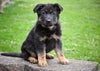 AKC German Shepherd For Sale Millersburg OH Male Makoa