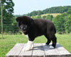 AKC Registered Akita For Sale Millersburg OH Female-Opal