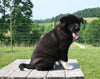 AKC Registered Akita For Sale Millersburg OH Female-Opal