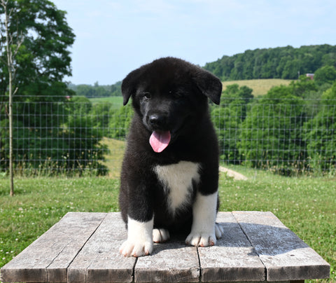 AKC Registered Akita For Sale Millersburg OH Female-Opal