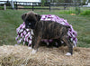 AKC Registered Boxer For Sale Fredericksburg OH Female-Mila