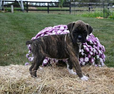 AKC Registered Boxer For Sale Fredericksburg OH Female-Mila