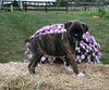 AKC Registered Boxer For Sale Fredericksburg OH Female-Mila
