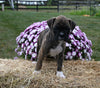 AKC Registered Boxer For Sale Fredericksburg OH Female-Mila
