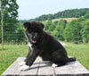 AKC Registered Akita For Sale Millersburg OH Female-Mia