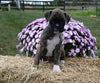 AKC Registered Boxer For Sale Fredericksburg OH Female-Mila