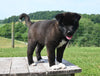 AKC Registered Akita For Sale Millersburg OH Female-Mia
