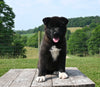 AKC Registered Akita For Sale Millersburg OH Female-Mia