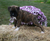 AKC Registered Boxer For Sale Fredericksburg OH Female-Margie