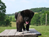 AKC Registered Akita For Sale Millersburg OH Female-Paris