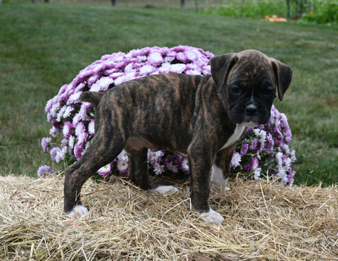 AKC Registered Boxer For Sale Fredericksburg OH Female-Margie