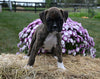 AKC Registered Boxer For Sale Fredericksburg OH Female-Margie