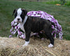 AKC Registered Boxer For Sale Fredericksburg OH Female-Mia