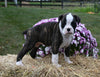 AKC Registered Boxer For Sale Fredericksburg OH Female-Mia