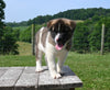 AKC Registered Akita For Sale Millersburg OH Male-Aspen