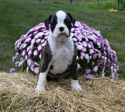 AKC Registered Boxer For Sale Fredericksburg OH Female-Mia