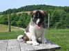 AKC Registered Akita For Sale Millersburg OH Male-Aspen