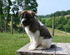 AKC Registered Akita For Sale Millersburg OH Male-Aspen