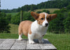 ACA Registered Welsh Corgi For Sale Millersburg OH Male-Waylon