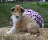 AKC Registered Collie Lassie For Sale Fredericksburg OH Female-Sadie