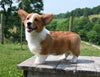ACA Registered Welsh Corgi For Sale Millersburg OH Male-Waylon