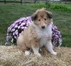 AKC Registered Collie Lassie For Sale Fredericksburg OH Female-Sadie